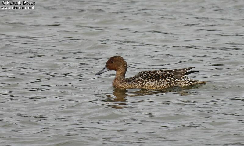 Northern Pintail female adult