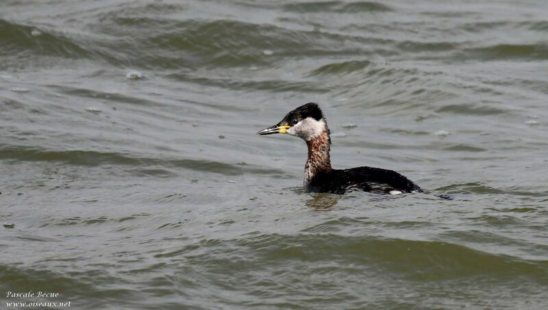 Red-necked Grebe male adult post breeding