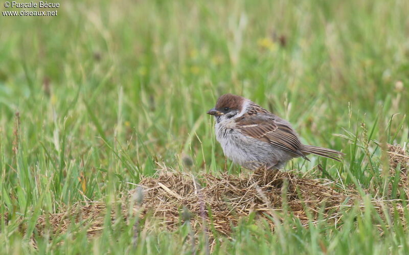 Eurasian Tree Sparrowjuvenile, identification