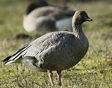 Pink-footed Goose