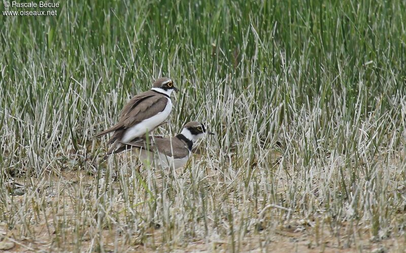 Little Ringed Plover adult